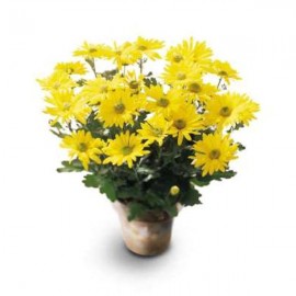 Daisy Chrysanthemum (in season only)